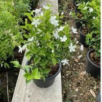 ราคา ต้นพุดพิชญา ไม้มงคล เชื่อว่าจะนำมาซึ่งความเจริญมั่นคง กระถาง10 (42703126314)