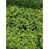 ราคา ต้นหลิวไต้หวันไม้ประดับกระถาง5 5 ดอกสีขาว (41851456592)