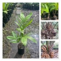 ราคา ต้นสละอินโดเพาะเมล็ด ต้นสูง30 40ซม มีรสชาติกรอบหวานอร่อย สรรพคุณมากมาย ประโยชน์อีกเพียบ (41806507802)