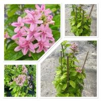 ราคา ต้นอเมริกันบิ้วตี้ ดอกชมพูบิวตี้ Pink Ruspolia ดอกไม้สีชมพู ดอกสวยหวาน ดึงดูดผีเสิ้อและผึ้งได้ดี กระถาง 10 นิ้ว (41705070599)