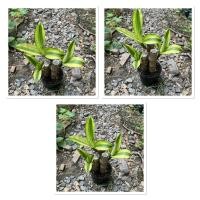 ราคา ต้นวาสนา วาสนาอธิษฐาน เหลืองทอง กระถาง4 (41511658453)