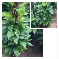 ราคา ต้นพลูด่างไม้มงคล ไม้ประดับ ไม้ฟอกอากาศ กระถาง12 (41107671486)