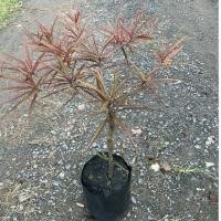 ราคา ต้นหูกระจงแดง 40 60cm (40776056686)