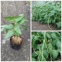 ราคา ต้นถั่วฝักยาวพุ่ม ต้นถั่วพุ่ม ต้นสูง20 40 ผักพื้นบ้าน มีประโยชน์ สรรพคุณมากมาย น่าปลูกติดบ้าน (40420284266)