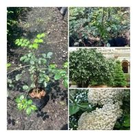 ราคา ต้นแก้วพวงดวงใจ ต้นสูง30 40ซม ไม้มงคล ไม้หอม ดอกสวย สรรพคุณเพียบ (29831333212)