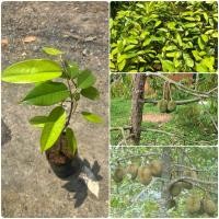 ราคา ต้นทุเรียนพันธุ์หลงลับแลหรือหลินลับแล ต้นสูง30 40ซม ประโยชน์เยอะ สรรพคุณมากมาย ไม้น่าปลูก ต้นสวยแข็งแรง (29531947605)