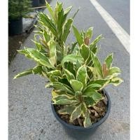 ราคา ต้นพิลังกาสาด่าง Ardisia Sp กระถาง10 (28683884185)