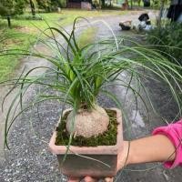 ราคา ต้นหัวโตแซ่ม้า ไม้โชว์หัว ไม้หายาก หัวเกือบ4นิ้วถ่ายจากต้นจริงส่งต้นนี้ค่ะ (28342779187)