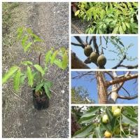 ราคา ต้นมะกอกป่า ต้นมะกอกไทย ต้นสูง50 70ซม ไม้สมุนไพร ผักรสเลิศเทียบชั้นผักหวานป่า ปลูกง่าย โตไว (27991876721)