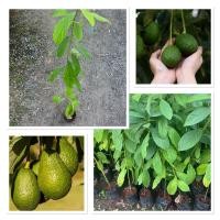 ราคา ต้นอโวคาโด้เมล็ด ต้นสูง60 80ซม ปลูกง่าย โตไว ใช้เป็นไม้ประดับหรือปลูกเพื่อเก็บผลกินได้ สายพันธุ์ดี ปลูกได้ทั่วประเทศ (27836186057)