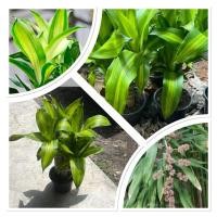 ราคา ต้นวาสนา ต้นสูง20 30ซม กระถาง6นิ้ว ต้นไม้มงคลคู่บ้าน เสริมโชคลาภและความเจริญ ต้นไม้แห่งความโชคดี (26936378225)