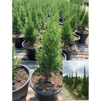 ราคา ต้นสนไทรเงิน ไม้มงคลทรงสวยน่าปลูก ไม้ประดับที่ได้รับความนิยมมาก ดูแลง่าย ทนแล้ง สูง 40 60 cm กระถาง11 (26886697827)