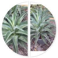 ราคา ต้นอากาเว่ ปากนกแก้ว นิยมจัดสวนหิน ประดับสวน กระถาง15 (26588272508)