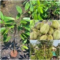 ราคา ต้นทุเรียนพันธุ์ชะนี ต้นสูง70 90ซม ประโยชน์มากมาย สรรพคุณล้นเหลือ ไม้น่าปลูก ต้นสวยแข็งแรง (26431952455)