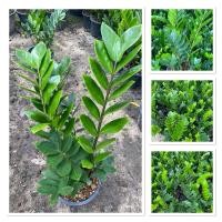 ราคา กวักมรกต ไม้มงคลนำโชค ไม้ฟอกอากาศ กระถาง8 (25744199592)