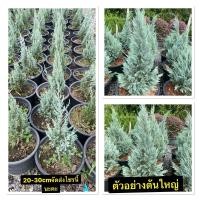 ราคา ต้นสนบลูสนใบฟ้า จะจัดส่งต้นที่สวยให้ค่ะ กระถาง11 (24893159101)