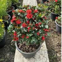 ราคา ต้นเข็มพิกุล ไม้มงคล นิยมปลูกเป็นแนวกั้นรั้ว กระถาง11 (44152121831)