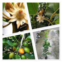 ราคา ต้นพิกุลทอง ไม้ดอกหอม ไม้หอมโบราณ 60 80cm (43120413149)