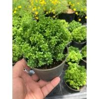 ราคา ต้นแก้วแคระใบเล็ก แก้วแคระใบละเอียด ไม้มงคล กระถาง4 (43012226818)