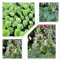 ราคา ว่านนางคุ้ม ผู้เฒ่าเฝ้าบ้าน ไม้มงคล กระถาง6 (42401161042)