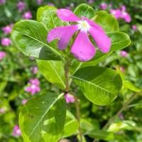 ราคา ต้นแพงพวย ถุงเพาะ 4 ขั้นต่ำ 3 ต้นนะคะ (41368248030)