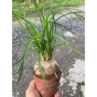 ราคา ต้นหัวโตแซ่ม้าไม้มงคล หายากหัว3 4นิ้ว (41167838392)