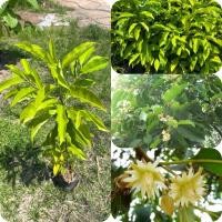 ราคา ต้นพิกุลทอง ต้น50 70ซม นิยมปลูกเป็นไม้ประดับเสริมมงคล ไม้มงคล ปลูกไว้เสริมโชคลาภ ทนแล้ง ปลูกง่าย โตช้าแต่สวยคลาสสิก (41001232292)