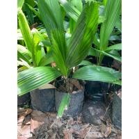 ราคา ต้นปาล์มพัดจีบ ไม้มงคล ไม้ฟอกอากาศ ไม้ประดับจัดสวน (40603848997)