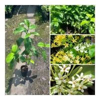 ราคา ต้นหอมเจ็ดชั้น ต้นสูง70 90ซม ไม้หอม ไม้ดอกเมืองหนาว ดอกสวย (28331307092)