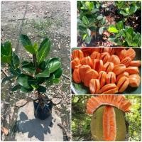 ราคา ต้นขนุนแดงหรือต้นขนุนแดงสุริยา ต้นสูง50 70ซม ไม้ต้านโรค ไม้สารพัดประโยชน์ สรรพคุณมากมาย ไม้น่าปลูก (26231810754)