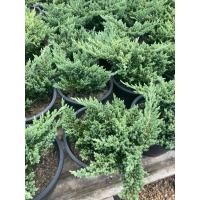 ราคา สนเลื้อยจูนิเปอร์แคระ นิยมนำมาทำบอนไซ กระถาง11 (42654436028)