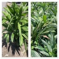 ราคา ต้นจั๋งแคระ ไม้มงคล นิยมปลูกเสริมโชคลาภ เงินทอง ดูดซับสารพิษได้ดี (42353839847)