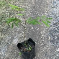 ราคา ต้นส้มป่อย สมุนไพรไทย ยอดอ่อนมีรสเปรี้ยว 30 40cm (41417842431)