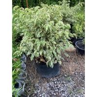 ราคา ต้นไทรใบด่างทรงพุ่ม ไม้มงคล (41253126365)