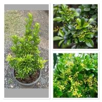 ราคา ต้นประยงค์ดอกหอม ไม้มงคล ต้นสูง 40 50 cm กระถาง10 (40856930179)