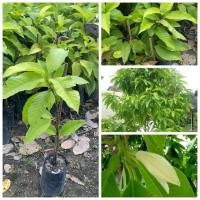 ราคา ต้นจำปี ดอกจำปี ไม้มงคล ไม้ดอกหอม ไม้ประดับ ไม้ยอดนิยมคนไทย สรรพคุณเด่นๆ ต้นสูง 50 70 cm (40314913280)