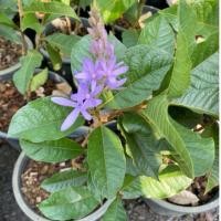 ราคา ต้นพวงครามออสเตรเลีย ไม้ดอกสวย นิยมปลูก30 50cm ส่งแบบถุงเพาะ (29778831645)