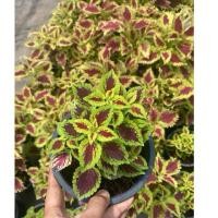 ราคา ฤาษีผสม กระถาง6นิ้ว (27634081454)