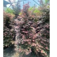 ราคา ต้นหงส์ฟู่ ต้นมั่งมีศรีสุข ต้นไม้มงคล 1 3 1 5 เมตร ส่งเป็นถุงเพาะใหญ่ (27383892259)