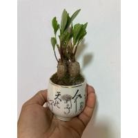 ราคา ต้นโสมไทย ใบกินได้ สรรพคุณเยอะ ไม้โชว์โขด ทำบอนไซไม้จิ๋ว (43854199540)