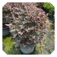 ราคา ต้นหงส์ฟู่ ต้นมั่งมีศรีสุข ต้นไม้มงคลจีน ปลูกเสริมโชคลาภ ต้นสวย ทรงพุ่ม50 60cm กระถาง15 (42505944026)