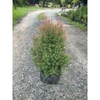 ราคา สนหอม สนไล่ยุง 40 60cm ถุงเพาะ8 (41318935560)