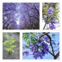 ราคา ต้นศรีตรัง ต้นไม้มงคลดอกสีม่วงคราม ปลูกแล้วชีวิตมีแต่เรื่องดีๆๆ 50 70cm (41260806058)