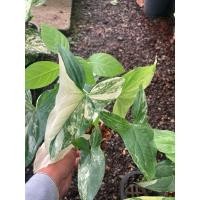 ราคา ต้นซิงโกเนียมเงินไหลมาด่างขาวไม้มงคลกระถาง6 (41201585622)