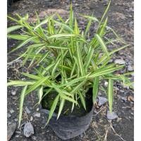 ราคา ต้นไผ่เงิน ไผ่เลี้ยงแมว ไม้มงคล ถุงเพาะ5 (41054204178)