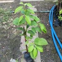 ราคา ต้นอบเชย ไม้สมุนไพร 50 70cm (40857080099)