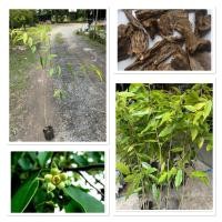 ราคา ต้นกฤษณา ไม้มงคล นิยมนำไปปลูกไว้ในบ้านเพื่อเป็นศิริมงคล 80 100cm (40857075090)