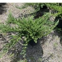 ราคา ต้นสนเลื้อย ไม้มงคล กระถาง15นิ้ว (40525212253)