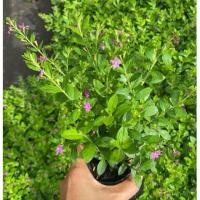 ราคา ต้นหลิวไต้หวัน ดอกสวย พร้อมส่งจ้า ขั้นต่ำ10 ต้น ถุง 3 (40503593889)