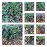 ราคา สนเลื้อยจูนิเปอร์ไม้ นิยมเอามาทำบอนไซ กระถาง15นิ้วตามรูป (29384028797)